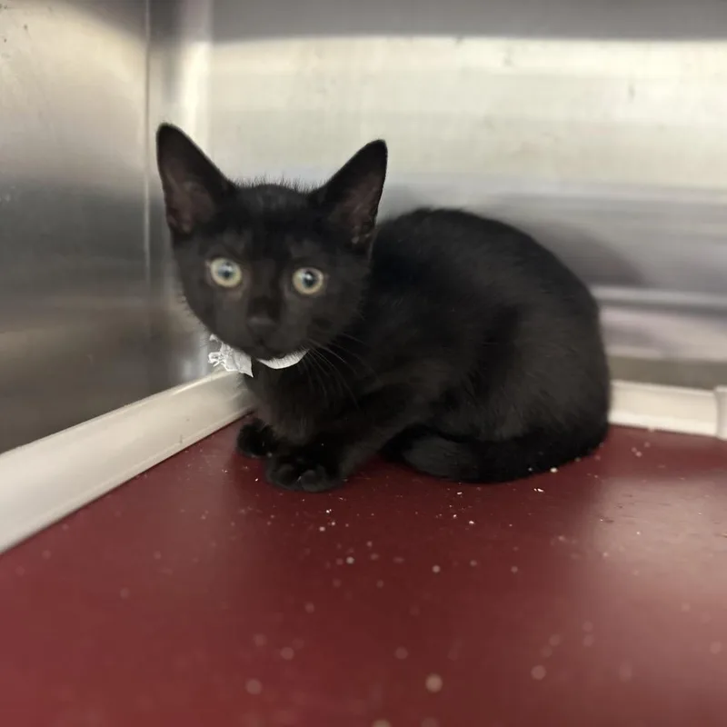 A baby small-sized female Black Domestic Short Hair cat named Foot for adoption in Enfield, NH