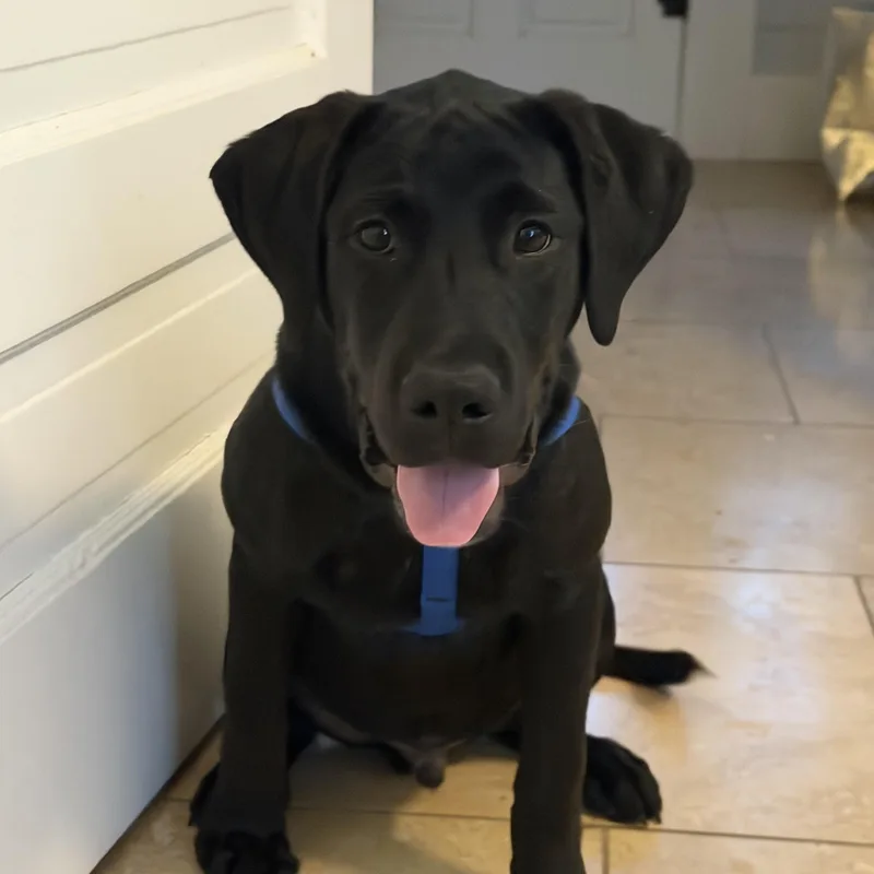 A baby large-sized male Black Labrador Retriever dog named Nebulous for adoption in Pflugerville, TX
