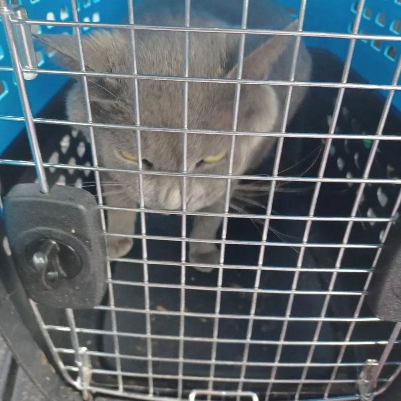 An adult large-sized female Gray / Blue / Silver American Shorthair cat named Cherry for adoption in Greensboro, NC