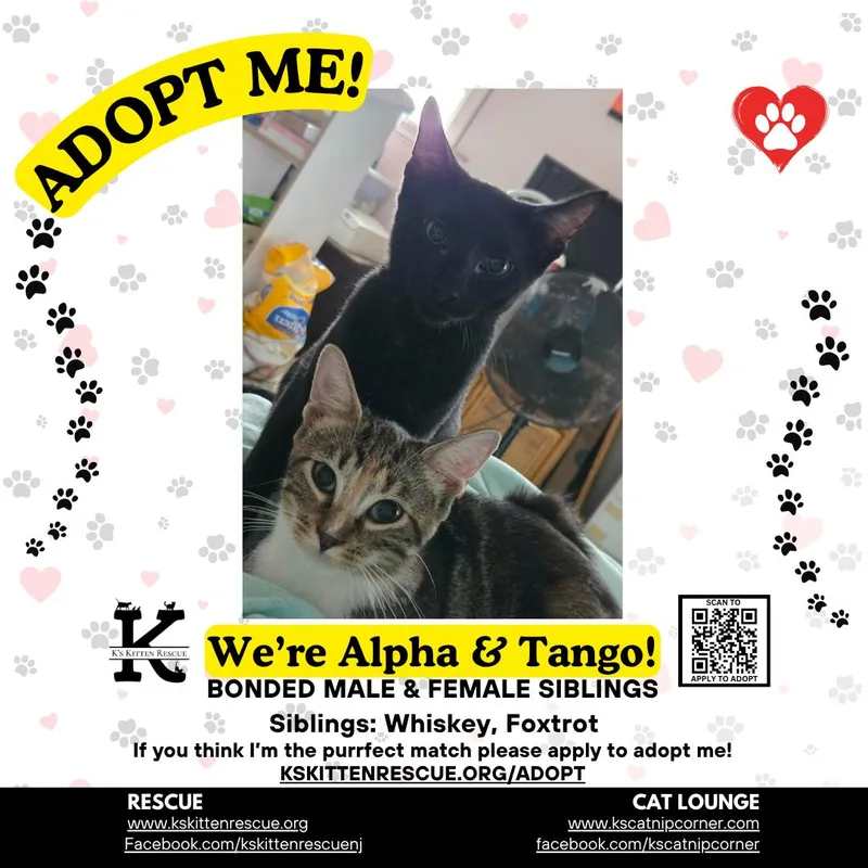 A baby medium-sized male Domestic Short Hair cat named Alpha for adoption in Brick, NJ