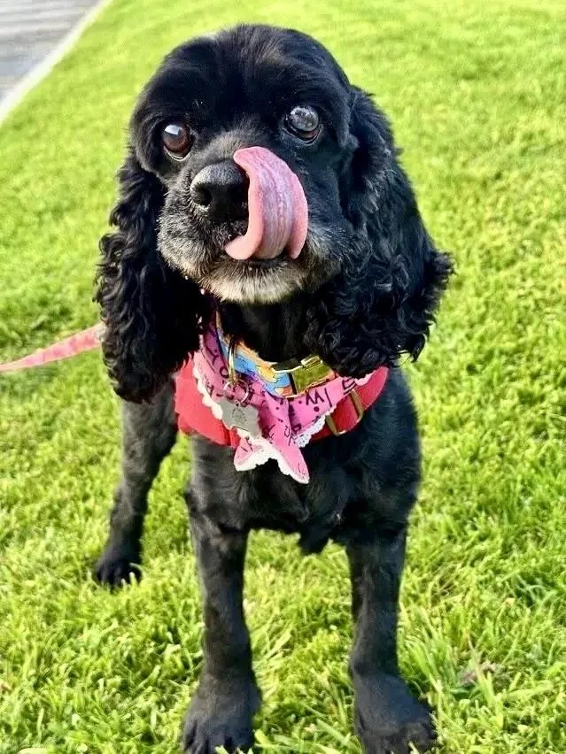 An adult small-sized male Black Cocker Spaniel dog named Cory for adoption in Sherman Oaks, CA