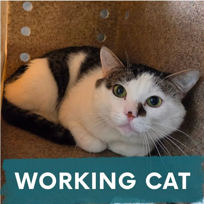 A young medium-sized male Black Domestic Short Hair cat named Fruitcake for adoption in Asheville, NC