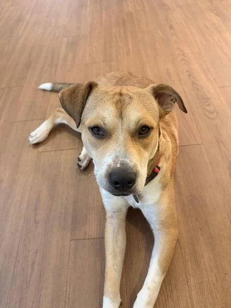 An adult large-sized male Mixed Breed dog named Stroop for adoption in Austin, TX