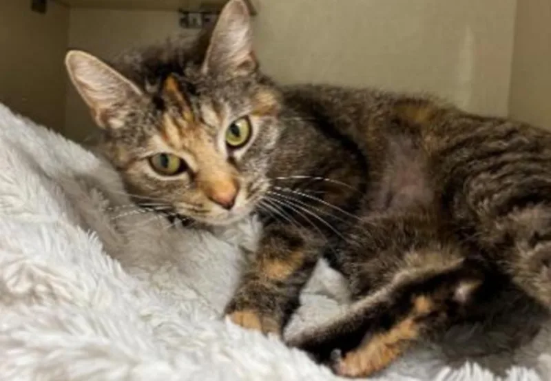 A young medium-sized female Calico cat named Clover for adoption in Carroll, OH