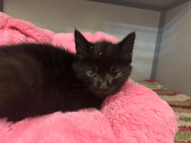 A baby small-sized female Domestic Short Hair cat named Ingrid for adoption in Liverpool, NY