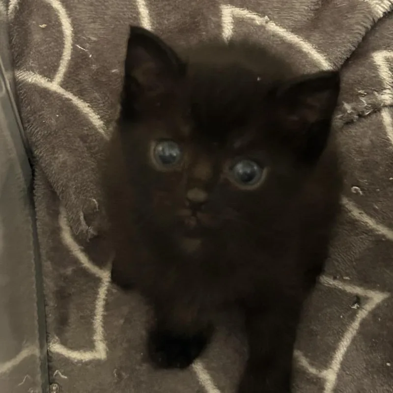 A baby small-sized female Black Domestic Short Hair cat named Karma for adoption in Greensboro, NC