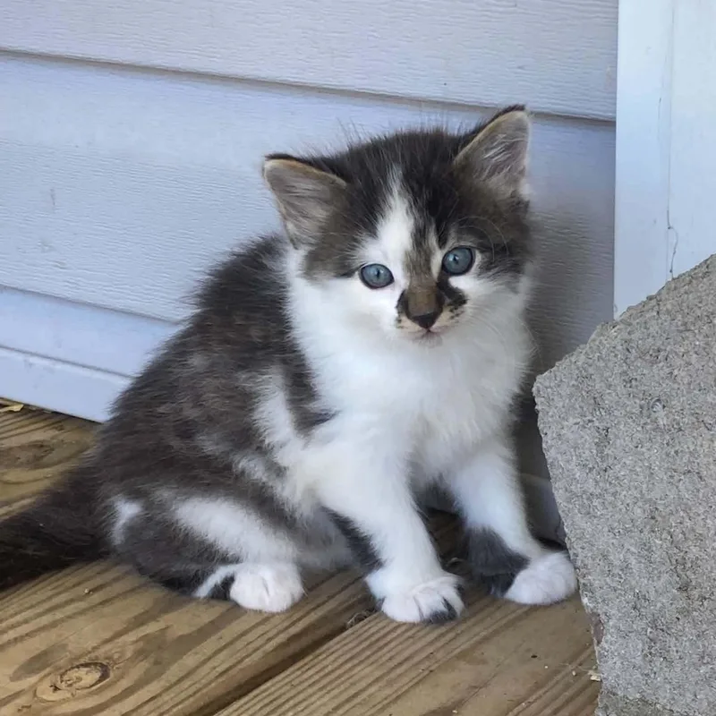 A young medium-sized male Domestic Medium Hair cat named Jamie for adoption in Fort Payne, AL