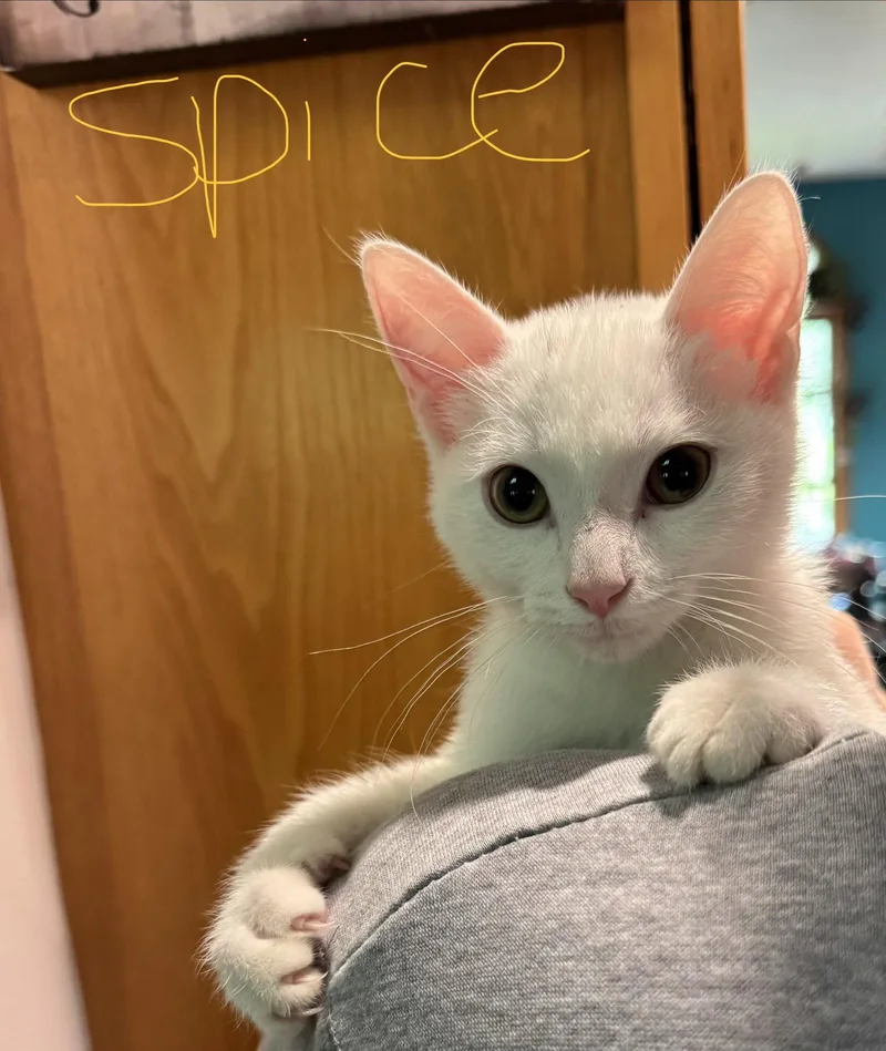 A baby small-sized male White Domestic Short Hair cat named C Litter Spice for adoption in Livonia, MI