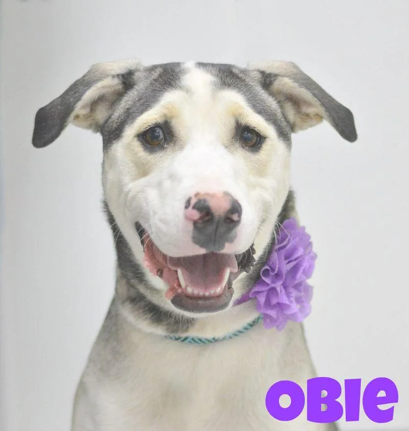 Obie