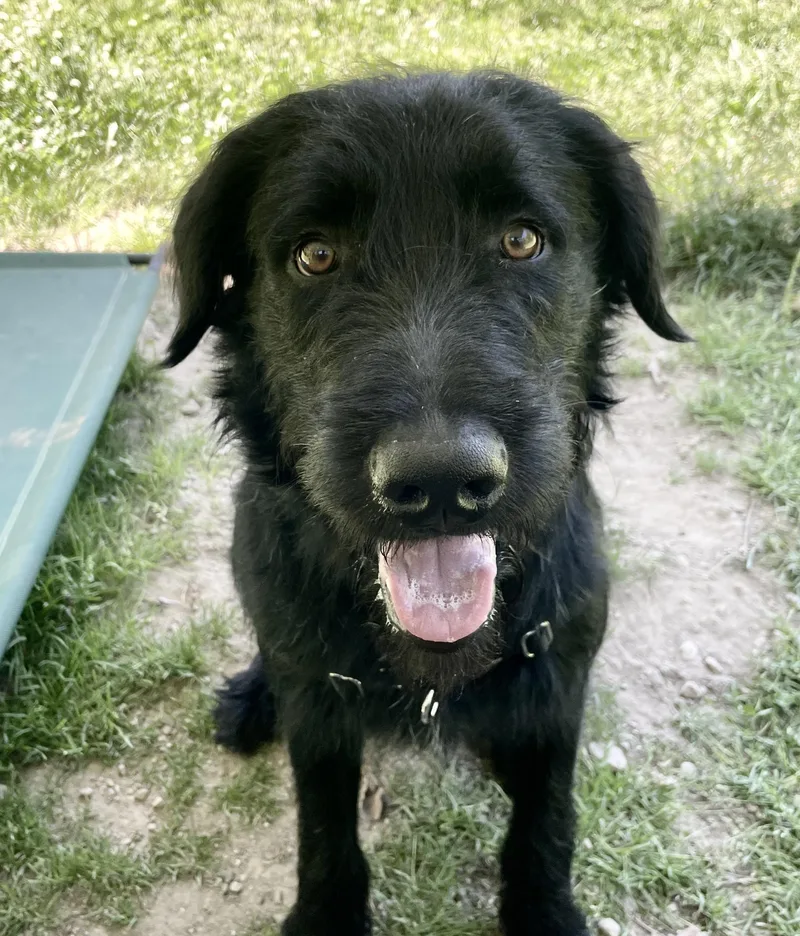 A young large-sized male Black Labradoodle dog named Church for adoption in Scituate, MA