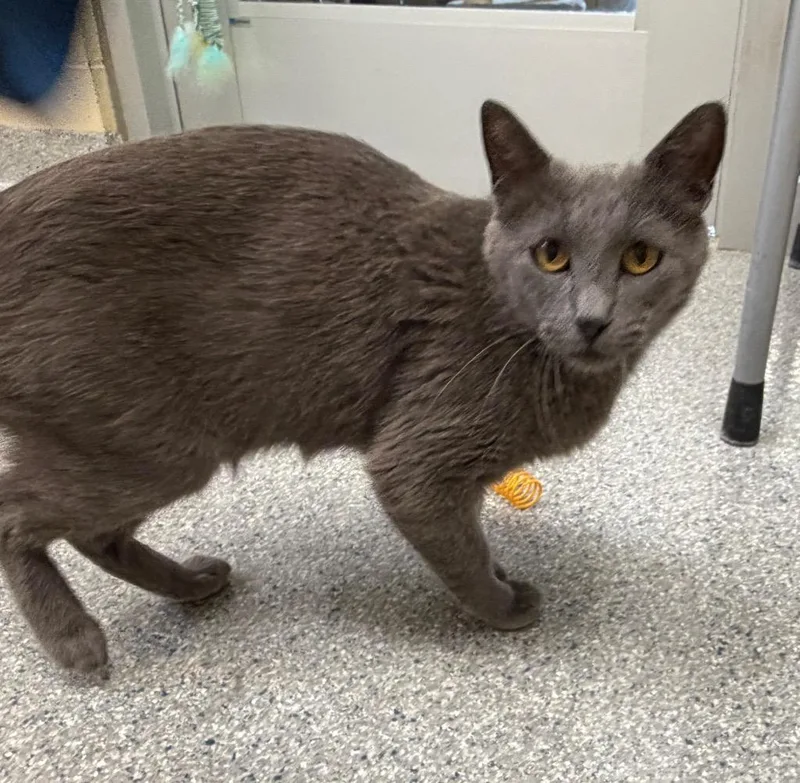 A young medium-sized female Domestic Short Hair cat named Pumpernickle for adoption in Columbia, IL