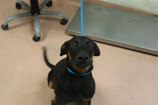 A young medium-sized female Mixed Breed dog named Pippa for adoption in Columbia, SC