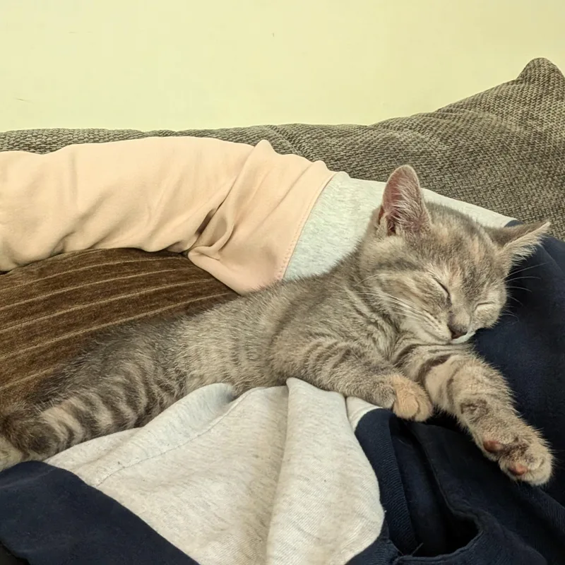 Luna thumbnail 2