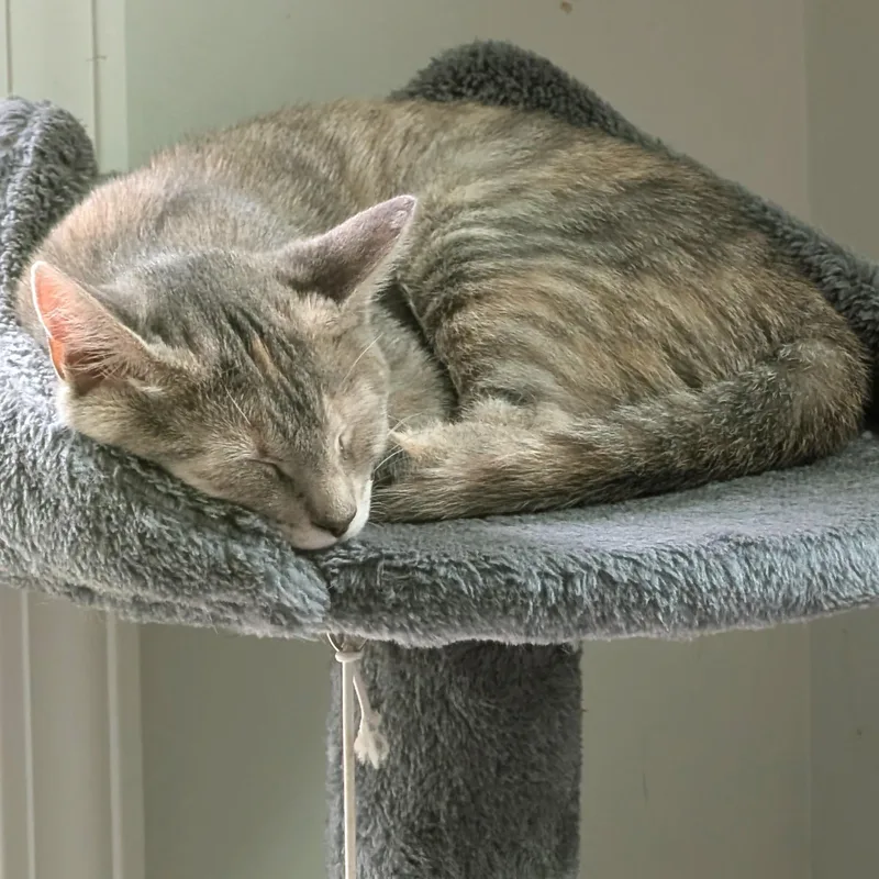 Luna thumbnail 4
