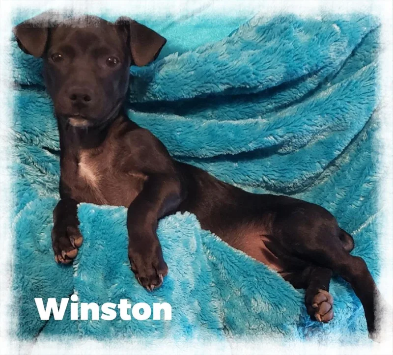 Winston