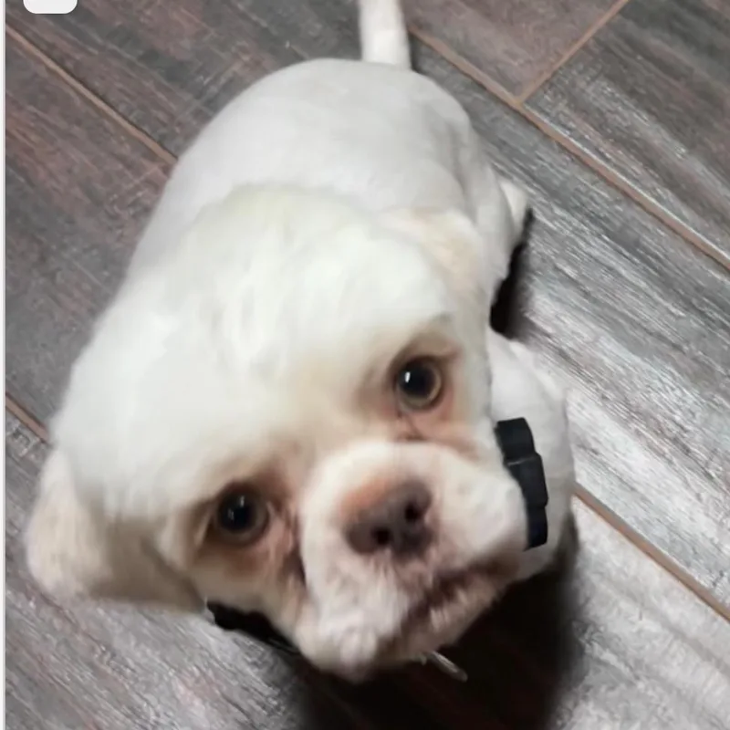 A baby small-sized male White / Cream Poodle dog named Bradley for adoption in Griffin, GA