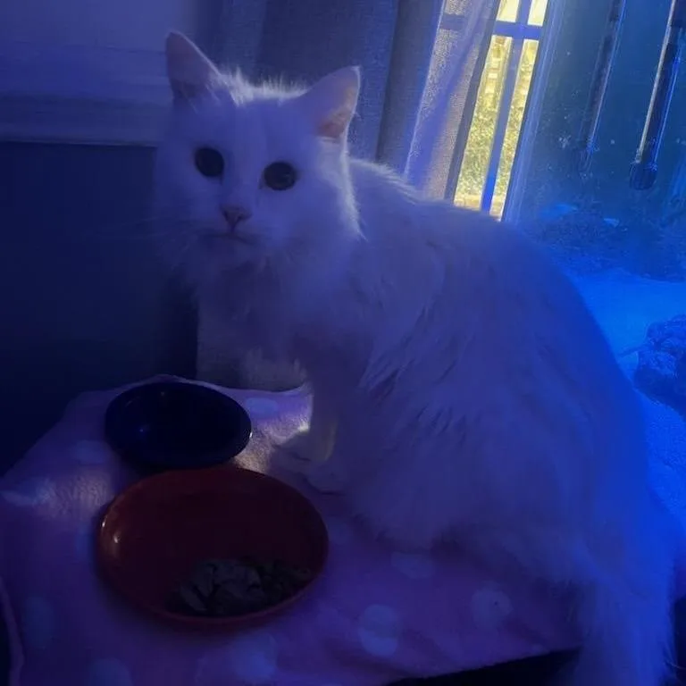 Snow White thumbnail 2