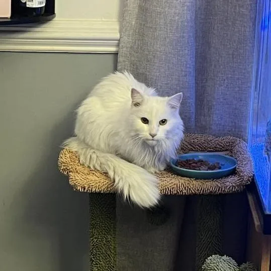 Snow White thumbnail 4