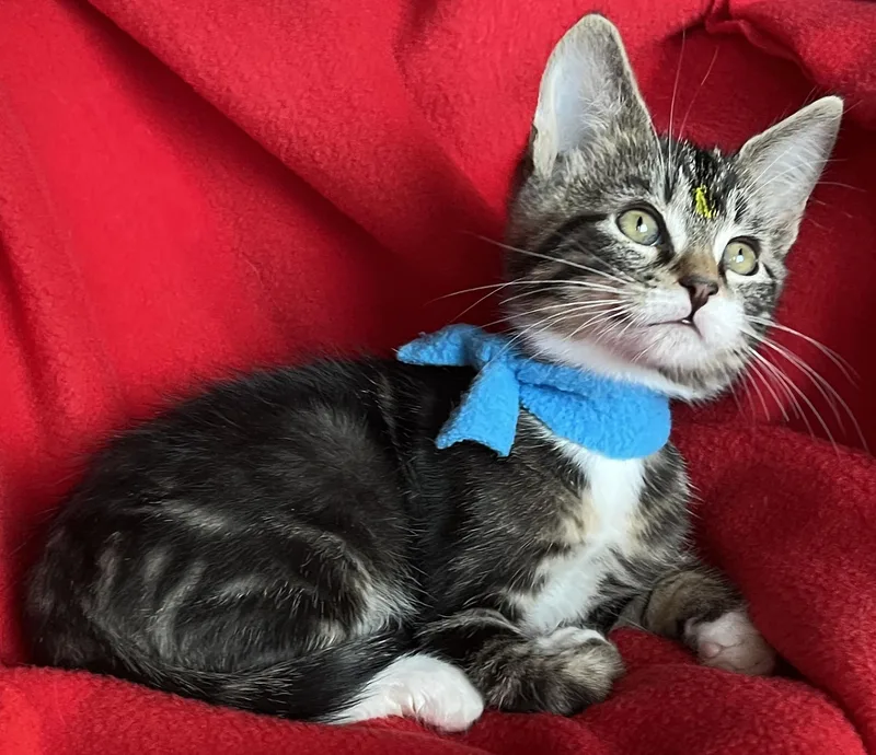A baby medium-sized male Tabby cat named Loki for adoption in Lyle, WA