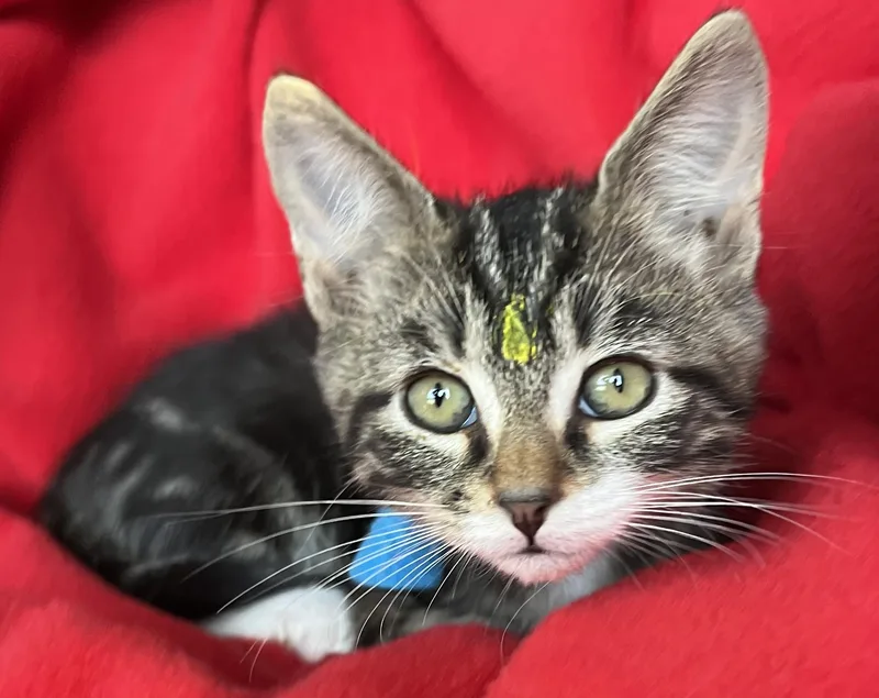 Loki thumbnail 2