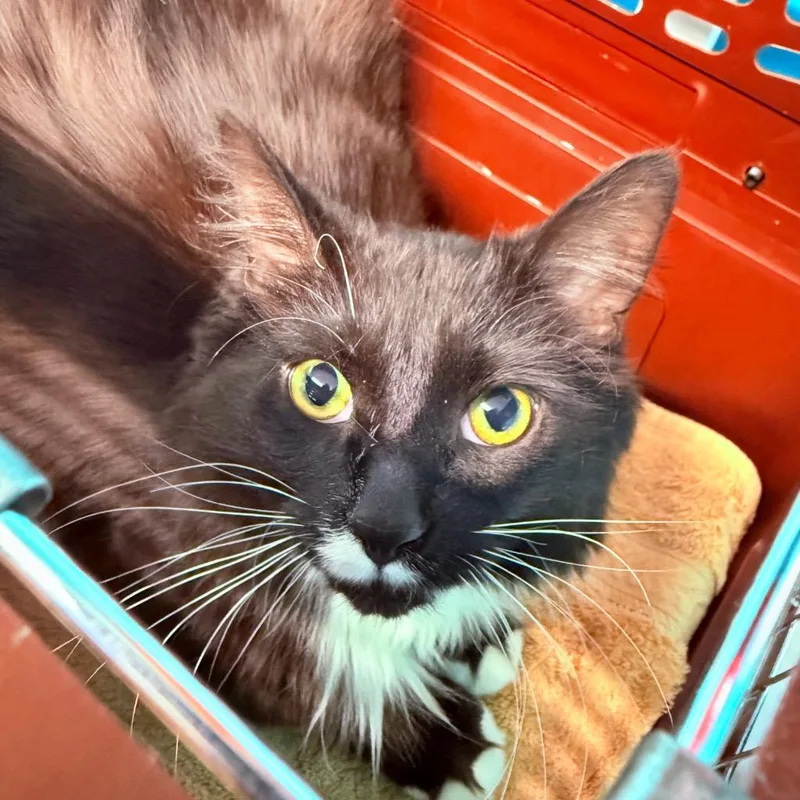 An adult large-sized male Domestic Medium Hair cat named Benson for adoption in Utica, MI