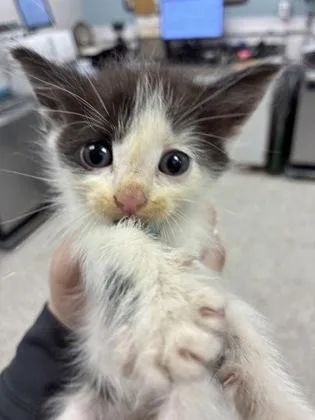 A baby small-sized female Domestic Short Hair cat named Simon for adoption in Gastonia, NC