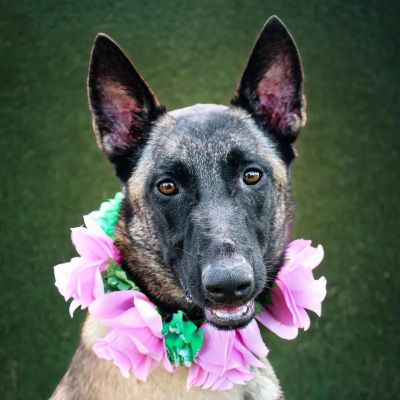 An adult medium-sized female Yellow / Tan / Blond / Fawn Belgian Shepherd / Malinois dog named Linda for adoption in Lake Jackson, TX