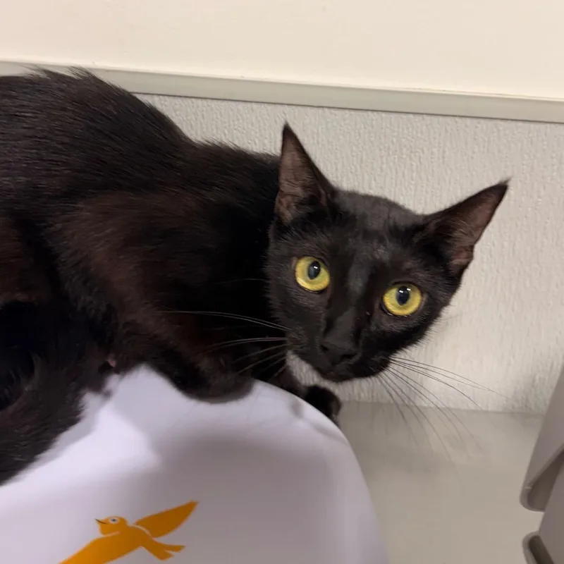 A young medium-sized female Black Domestic Short Hair cat named Sookie for adoption in Tampa, FL
