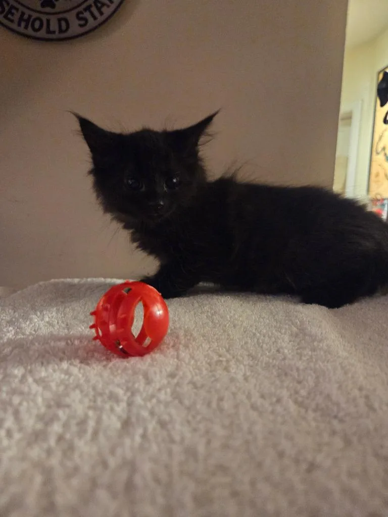 A baby medium-sized male Domestic Medium Hair cat named Tsunami for adoption in Parkville, MD