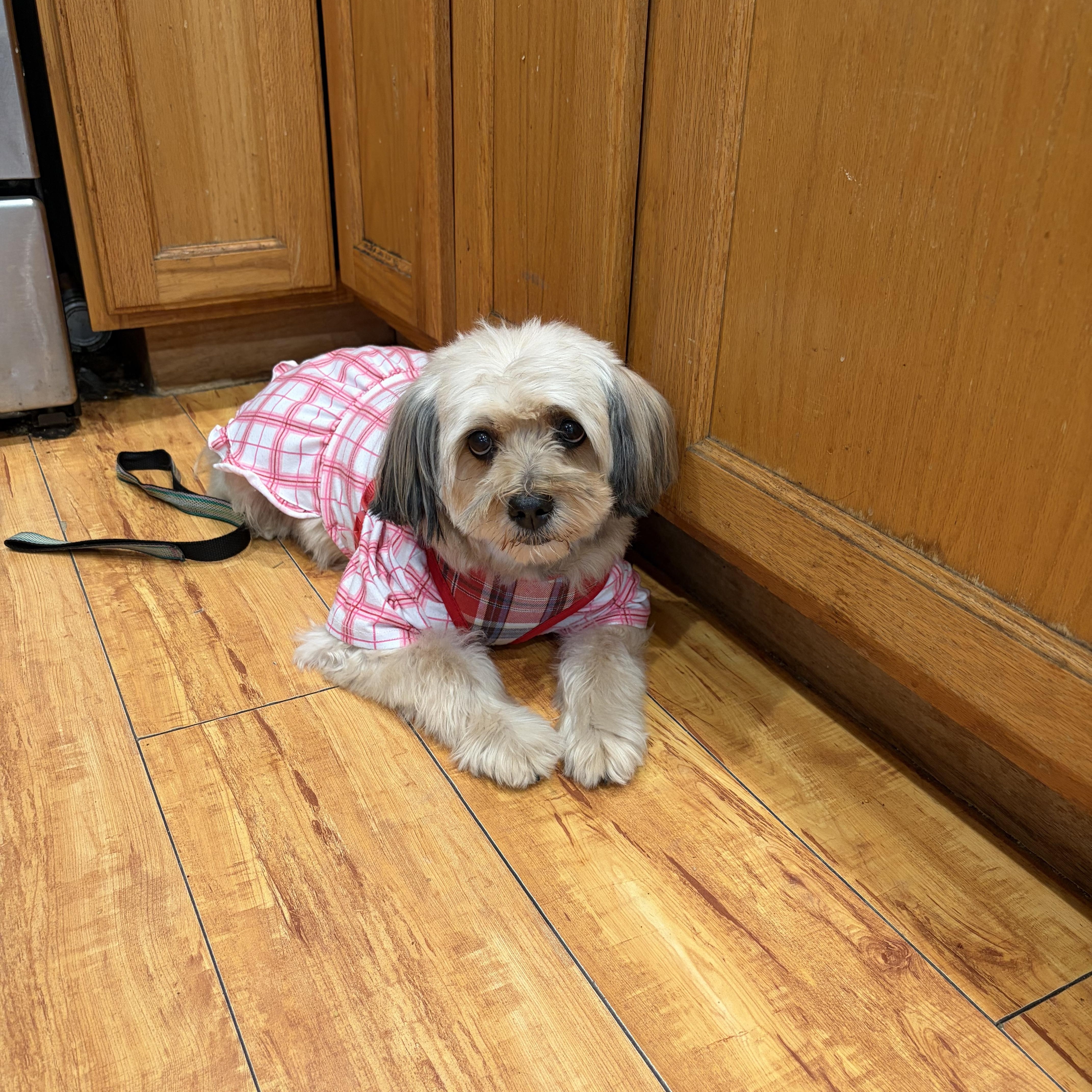 A young small-sized female Havanese dog named Sammy for adoption in Corona, CA
