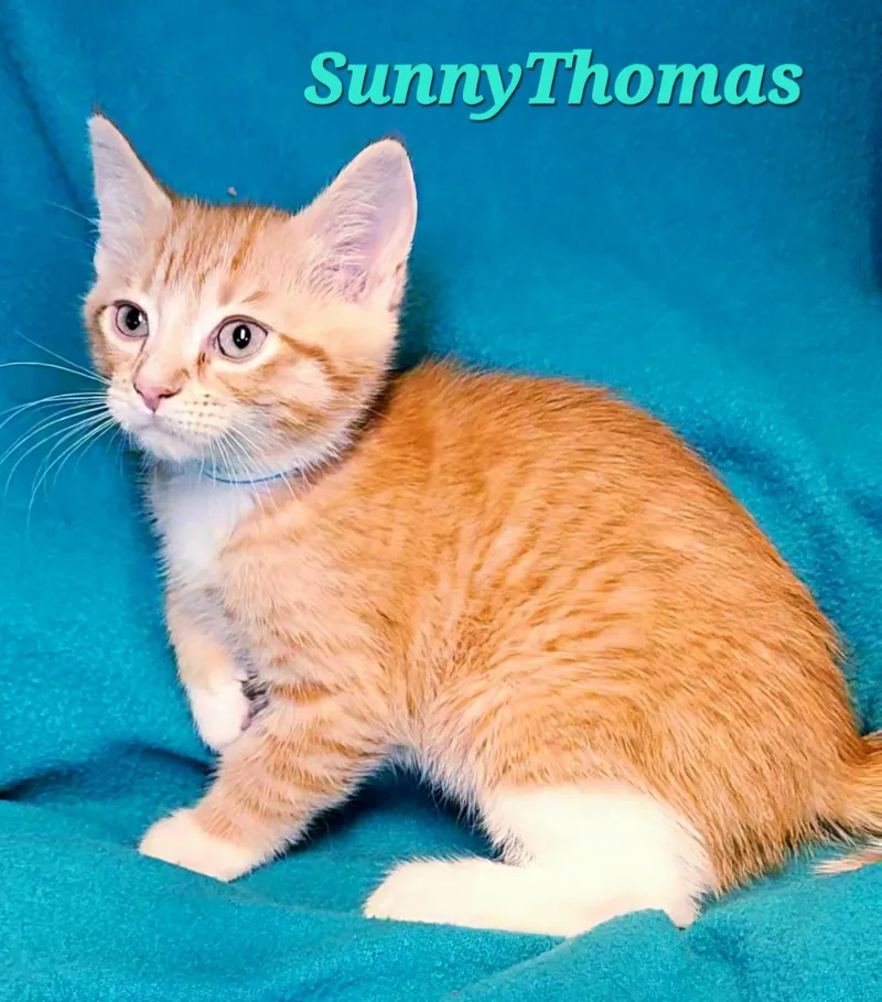 Sunnythomas thumbnail 2