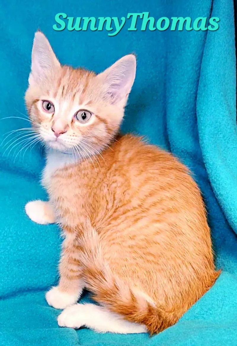A baby medium-sized male Orange & White Tabby cat named Sunnythomas for adoption in Macon, GA