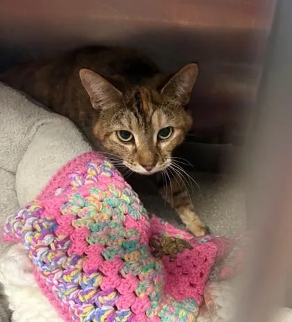 An adult medium-sized female Domestic Short Hair cat named Ice for adoption in Baraboo, WI