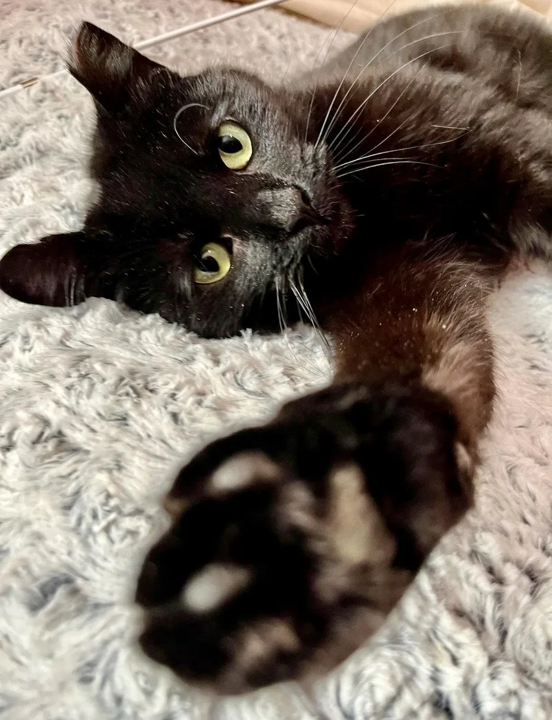 Poppyseed thumbnail 2