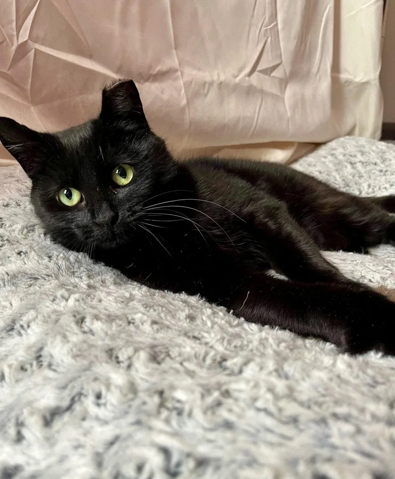 Poppyseed thumbnail 3