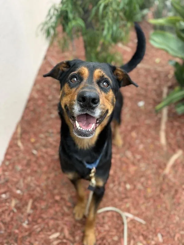 An adult large-sized male Rottweiler dog named Benjamin for adoption in San Diego, CA