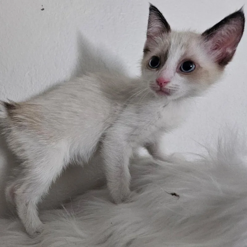 A baby small-sized male Domestic Short Hair cat named Hermes for adoption in Yucaipa, CA