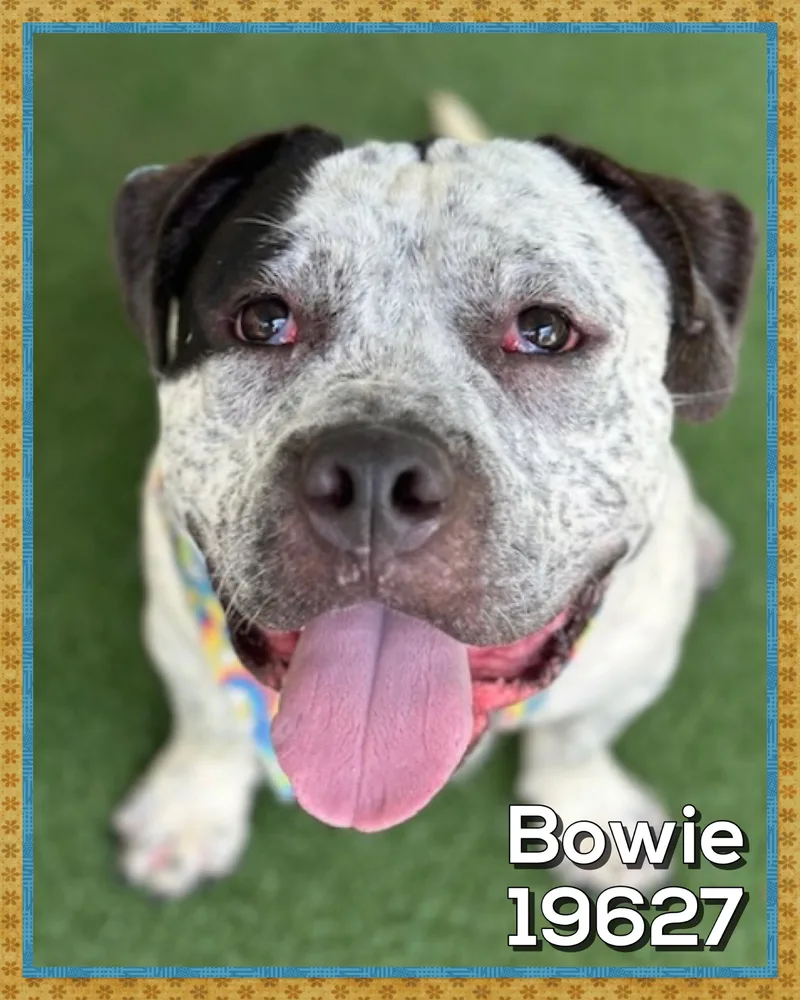 Bowie