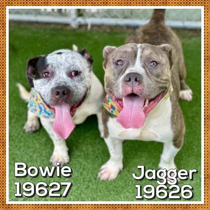 Bowie thumbnail 3