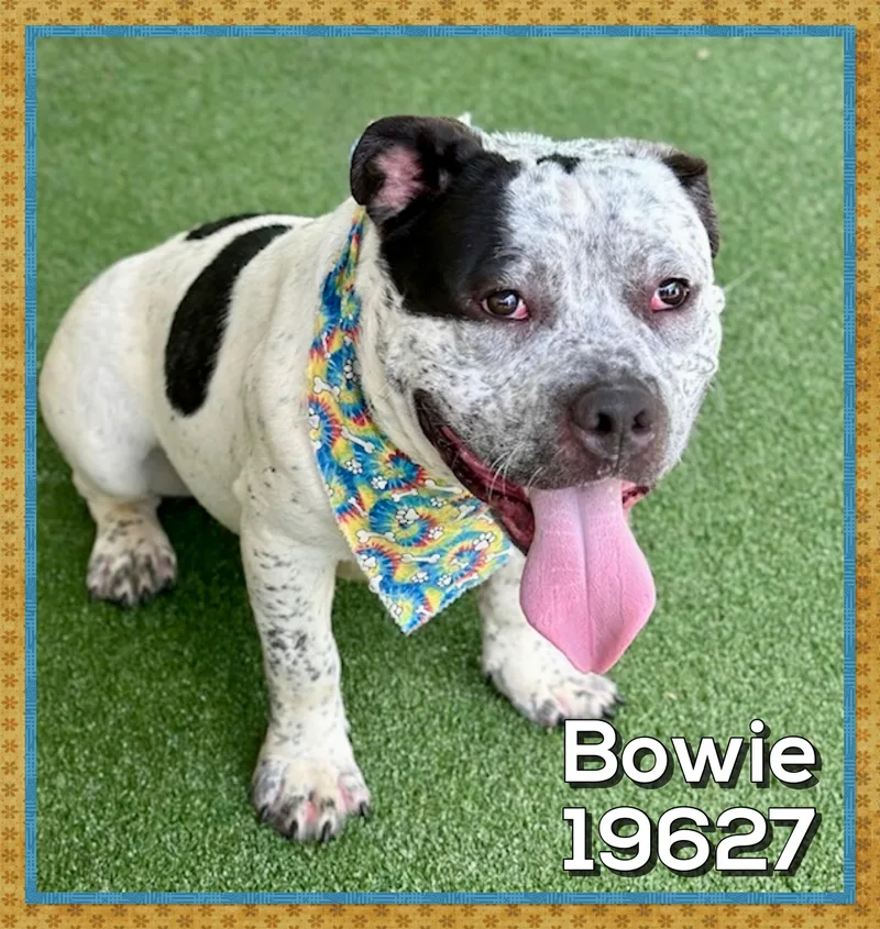 Bowie thumbnail 4
