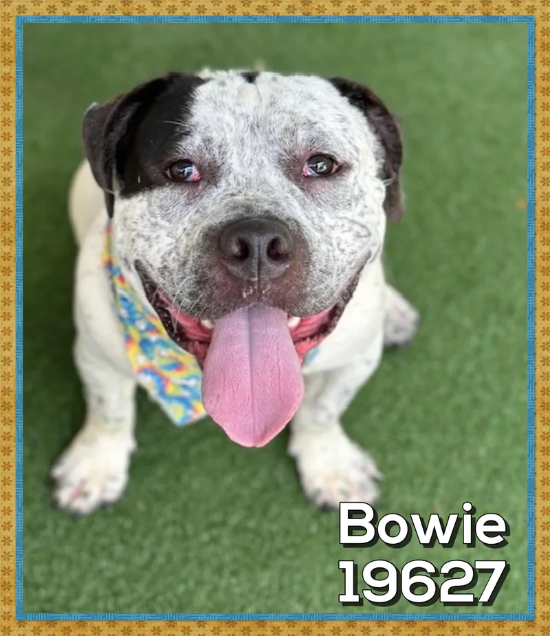 Bowie thumbnail 5