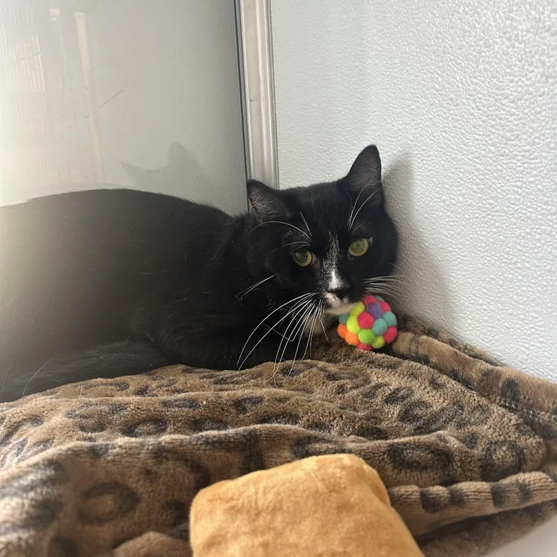 An adult medium-sized male Domestic Short Hair cat named Choo Choo for adoption in Binghamton, NY