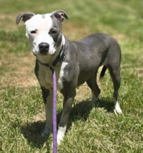 An adult medium-sized female Pit Bull Terrier dog named Lexi for adoption in Salisbury, MD