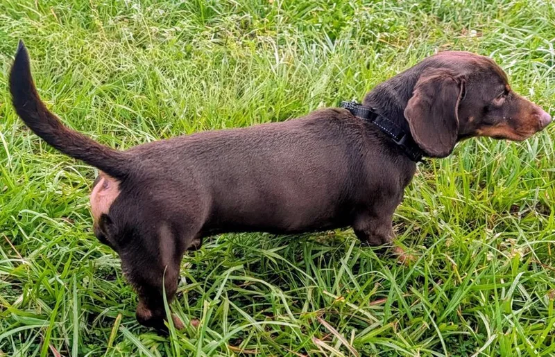 An adult small-sized male Dachshund dog named Charlieyo Doxie! for adoption in Fort Myers, FL