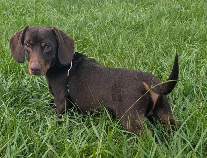 Charlieyo Doxie! thumbnail 2