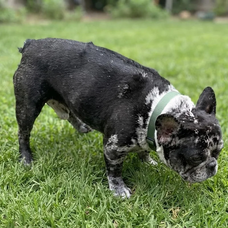 An adult small-sized male French Bulldog dog named Thaddeus for adoption in Las Vegas, NV