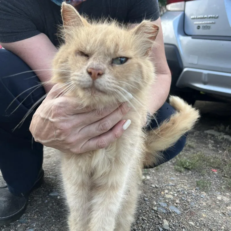 A senior medium-sized male Buff / Tan / Fawn Domestic Medium Hair cat named Crash Bandicoot for adoption in Fairfax, VA