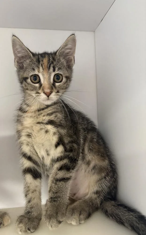 A baby medium-sized female Domestic Short Hair cat named Scales for adoption in Bolivar, MO