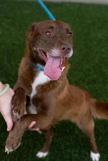 An adult medium-sized female Great Pyrenees dog named Coco for adoption in Baytown, TX