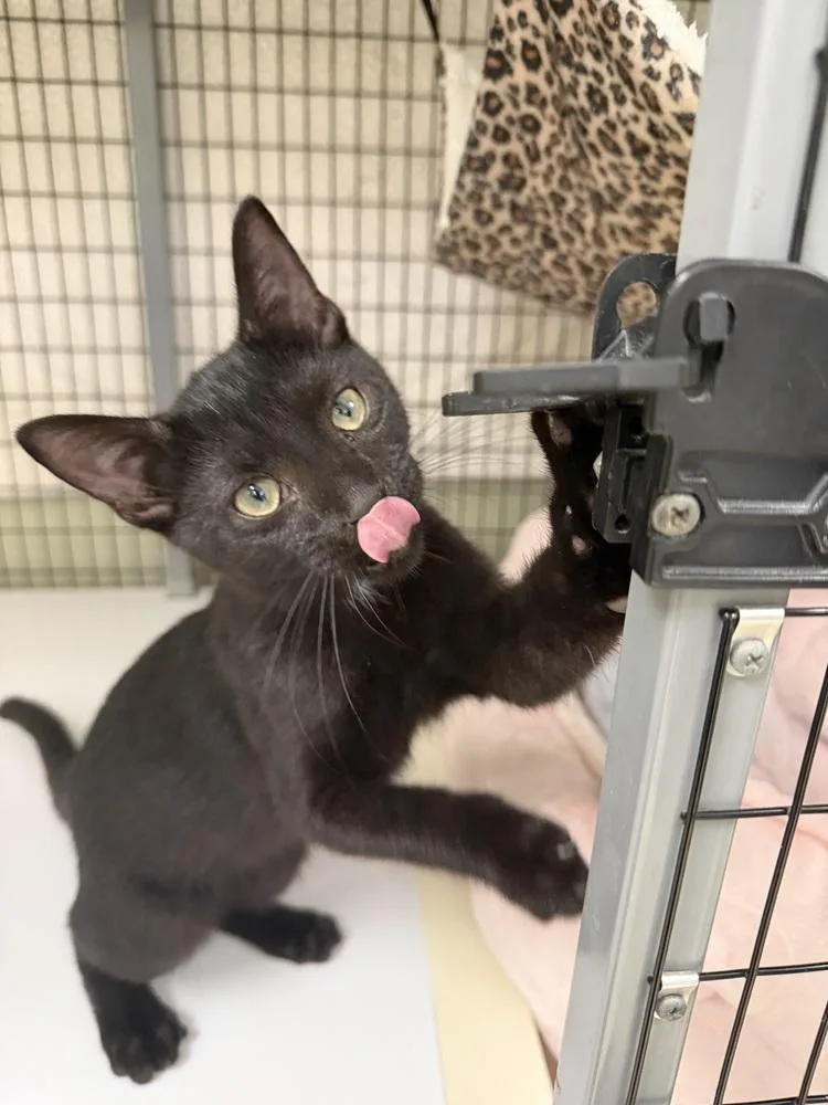 A baby medium-sized male Black Domestic Short Hair cat named Mackeral for adoption in Kalamazoo, MI